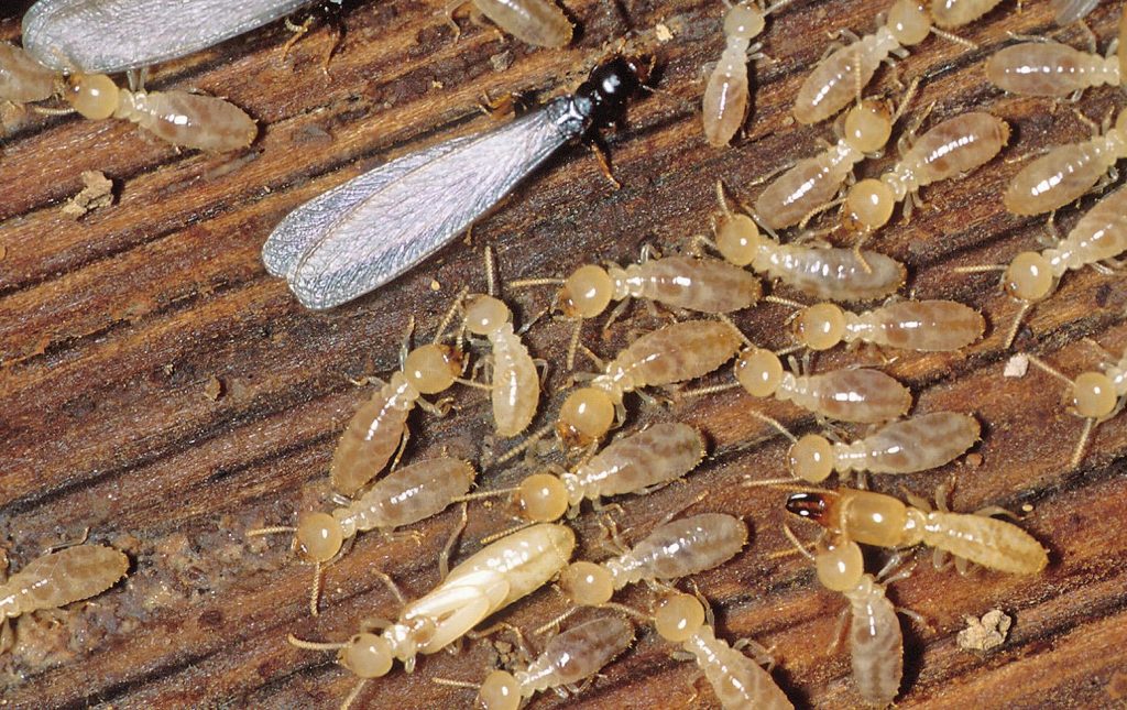 wood termites | Chattanooga Home Inspector | Spot termites Chattanooga