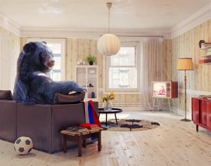 A black bear in the living room | Chattanooga Home Inspector | Home Owners Claims Chattanooga