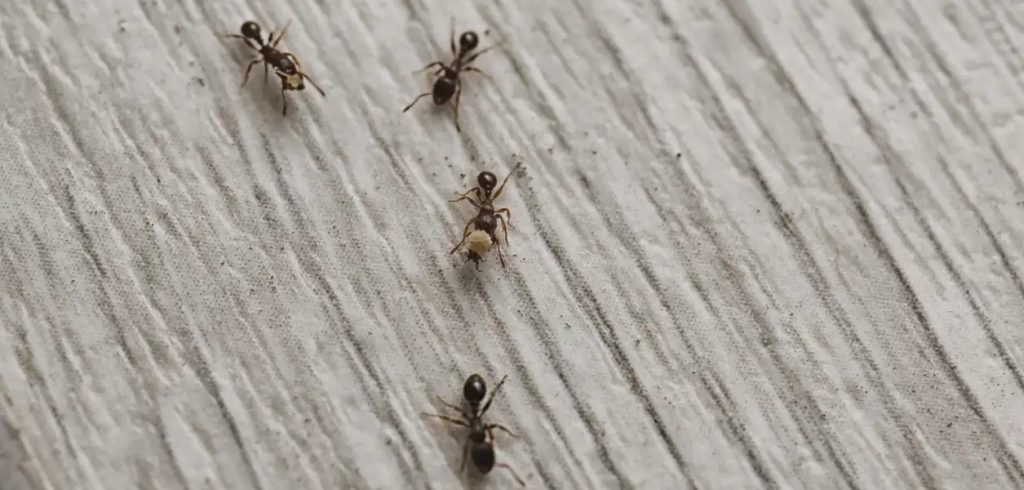 Picture of ants on a hardwood floor.