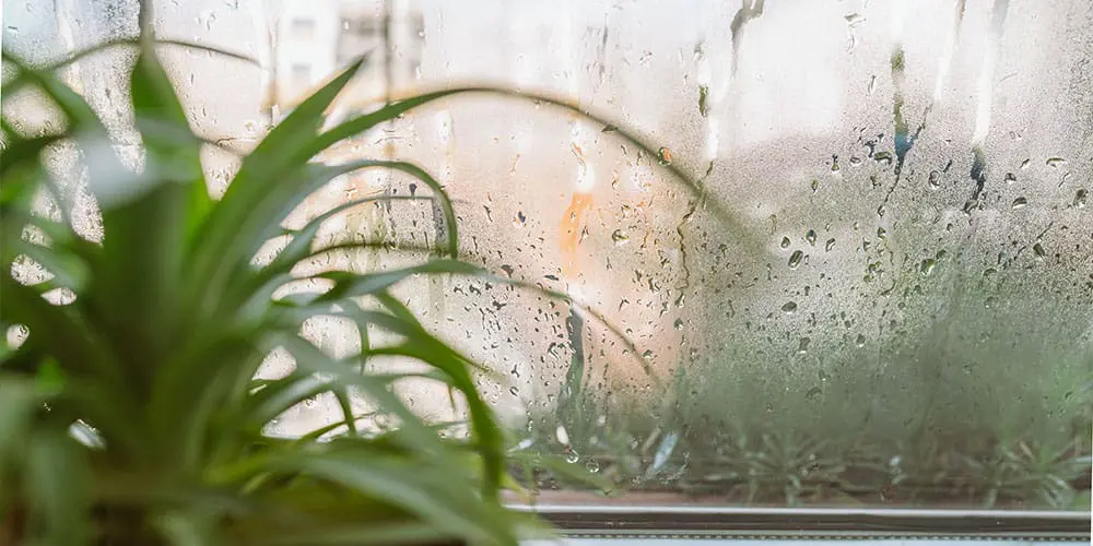 Picture of moisture on a window due to indoor humidity.