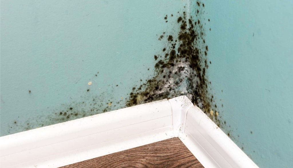 An image showing a teal blue wall with mold saturating the corner.